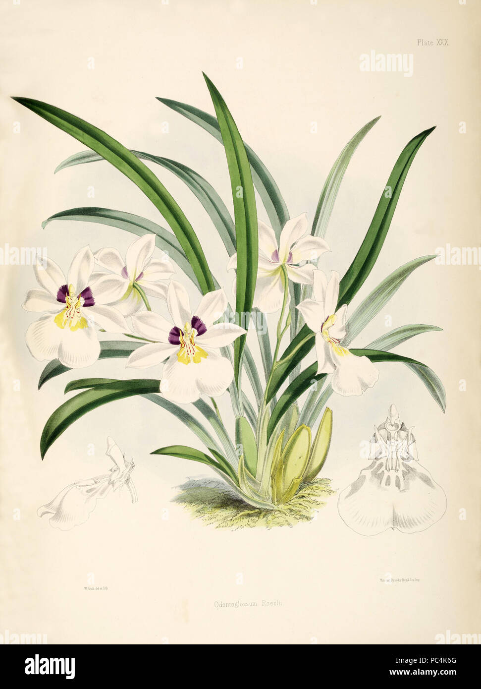 417 Miltoniopsis roezlii (als Odontoglossum roezlii)-pl. 30 Bateman, Odont Monogr. Stockfoto