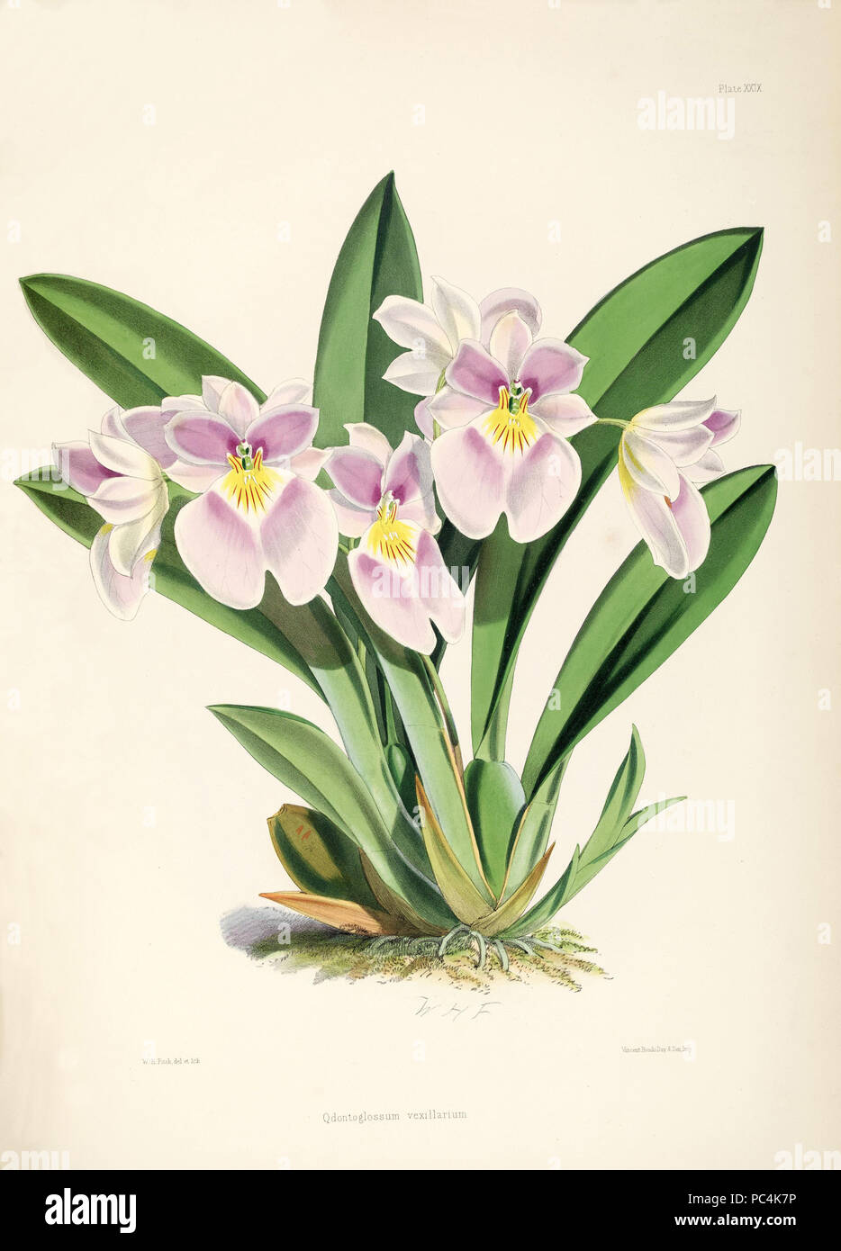 417 Miltoniopsis vexillaria (als Odontoglossum vexillarium)-pl. 29 - Bateman, Odont Monogr. Stockfoto