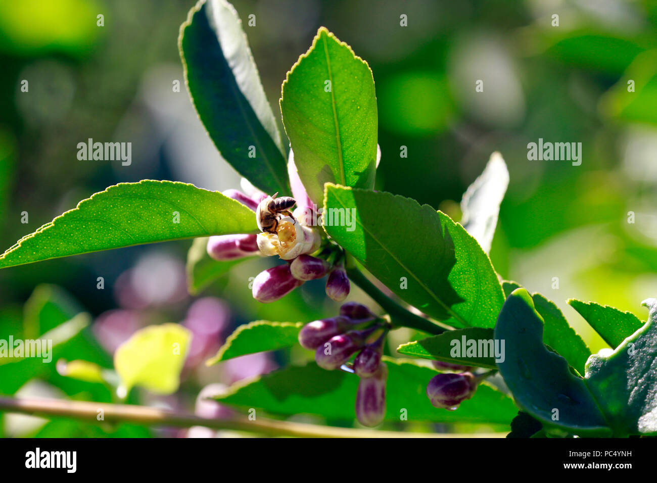 Afrikanischen Honigbiene (Apis mellifera scutellata) pollenizing eine orangenblüten (Citrus sinensis). Stockfoto