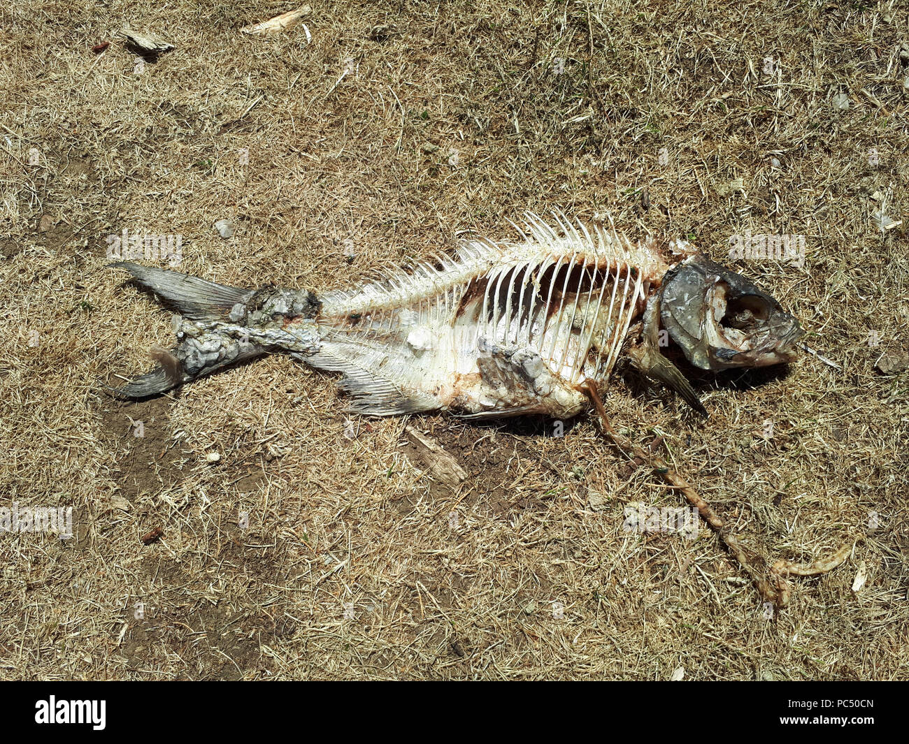 Ein halbes gegessen Brassen auf das getrocknete Gras in der Nähe des Flusses Nene in Peterborough. Das Skelett der Süßwasserfische hat fast Sauber wurde durch scaven abgeholt Stockfoto