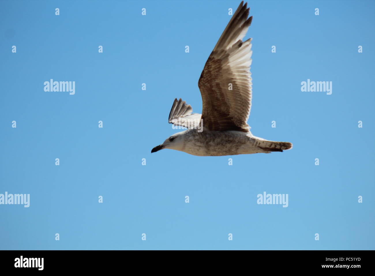 Möwen fliegen in blauer Himmel Stockfoto