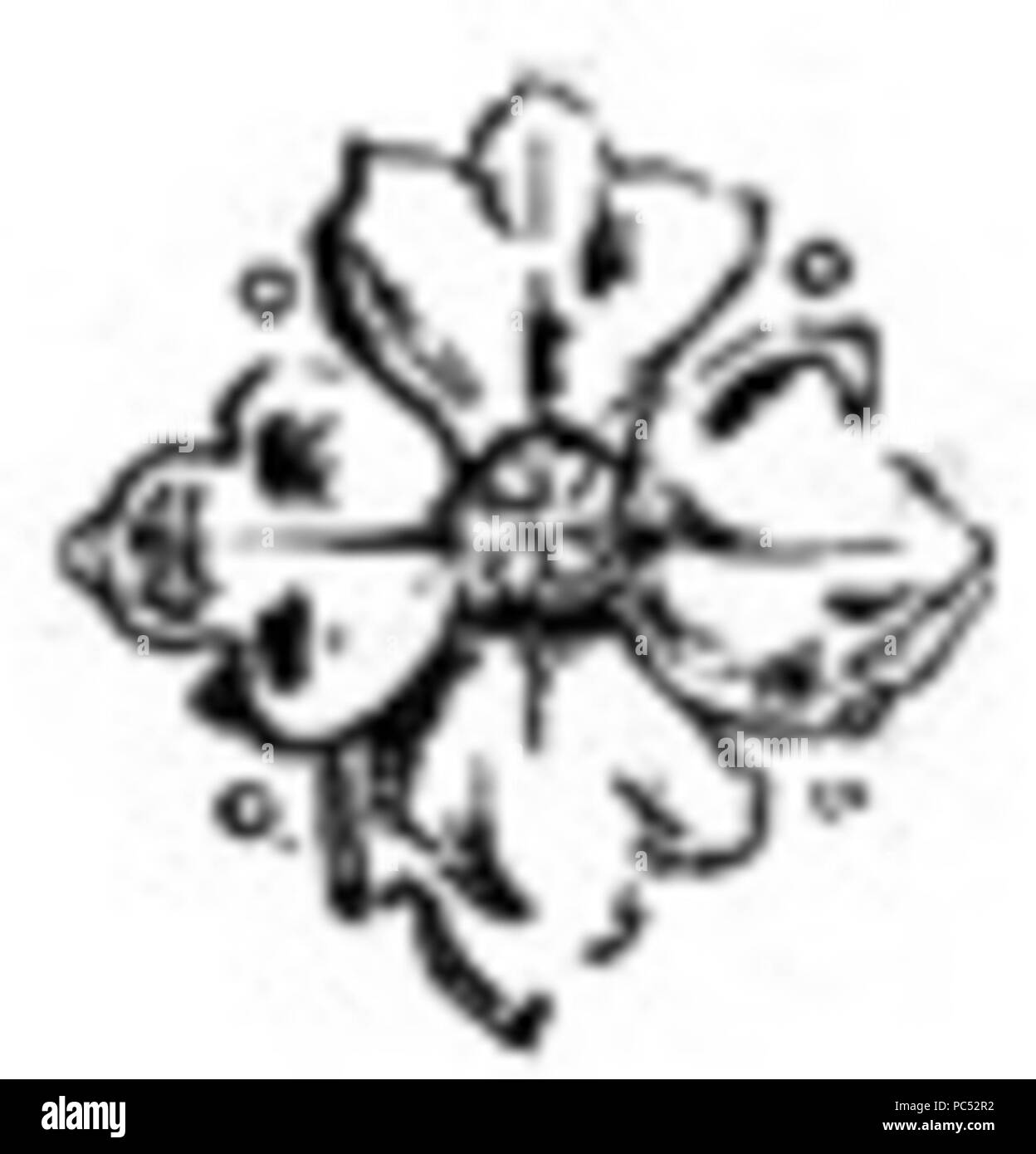 23 Hartriegel Blüte Zeichnung Stockfoto