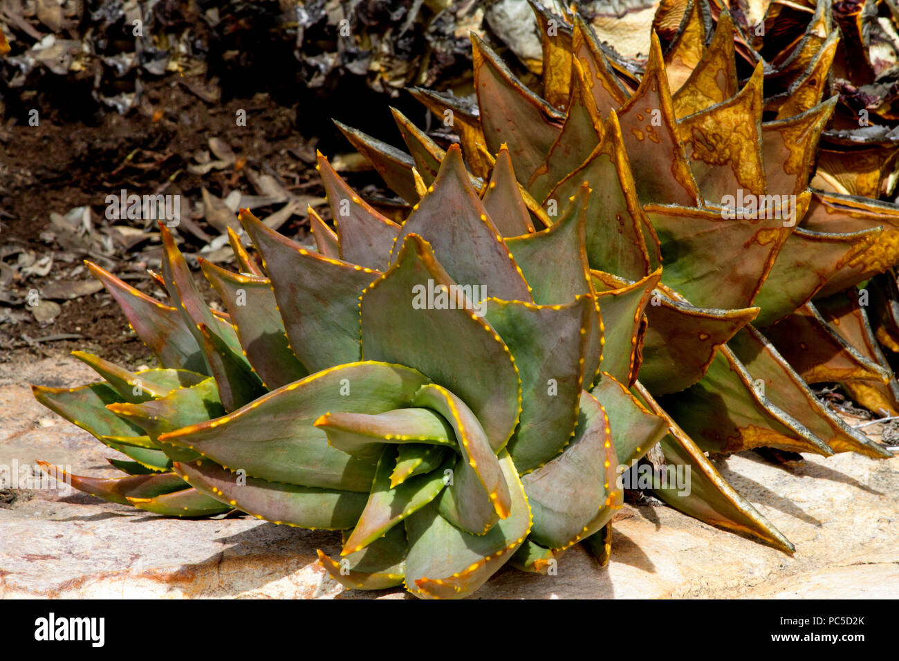 Aloe arenicola Stockfoto