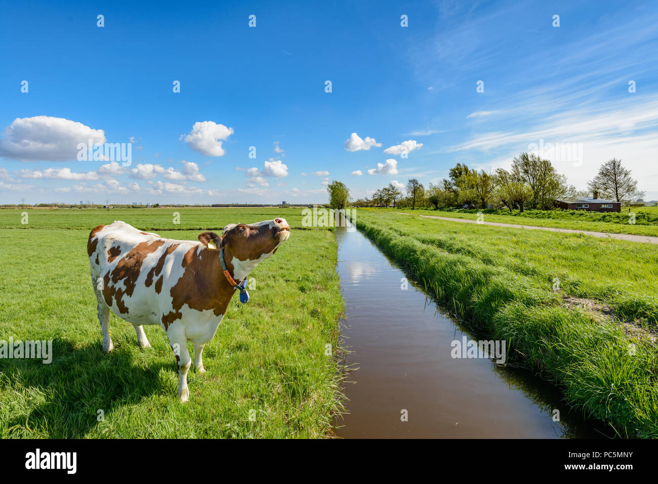 Kuh neben einem Graben im Polder in der Nähe von Rotterdam, Niederlande. Stockfoto