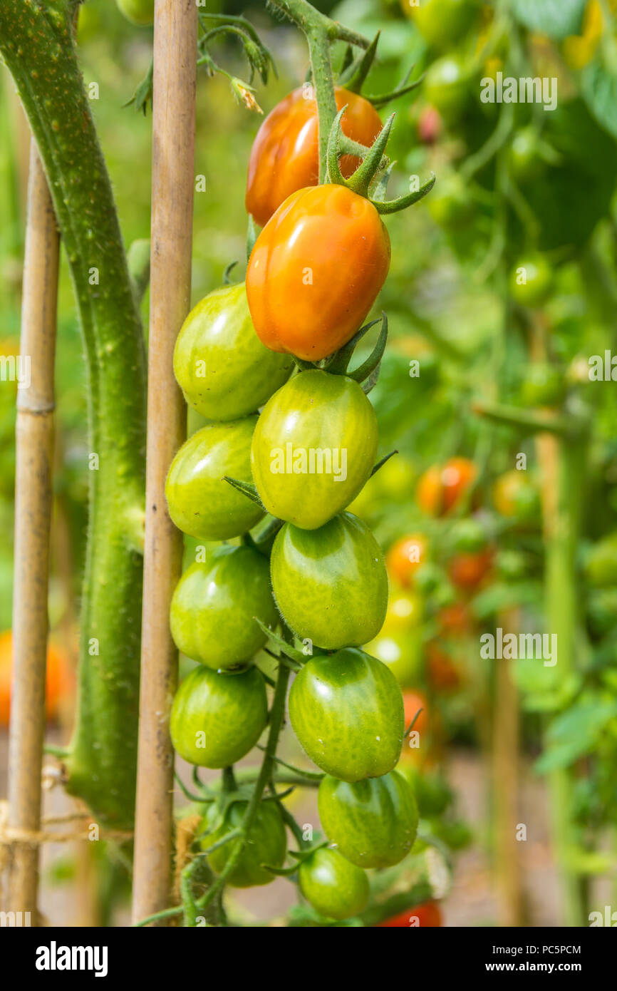 Closeup Schuß von Tomaten ropening auf der Rebe Stockfoto