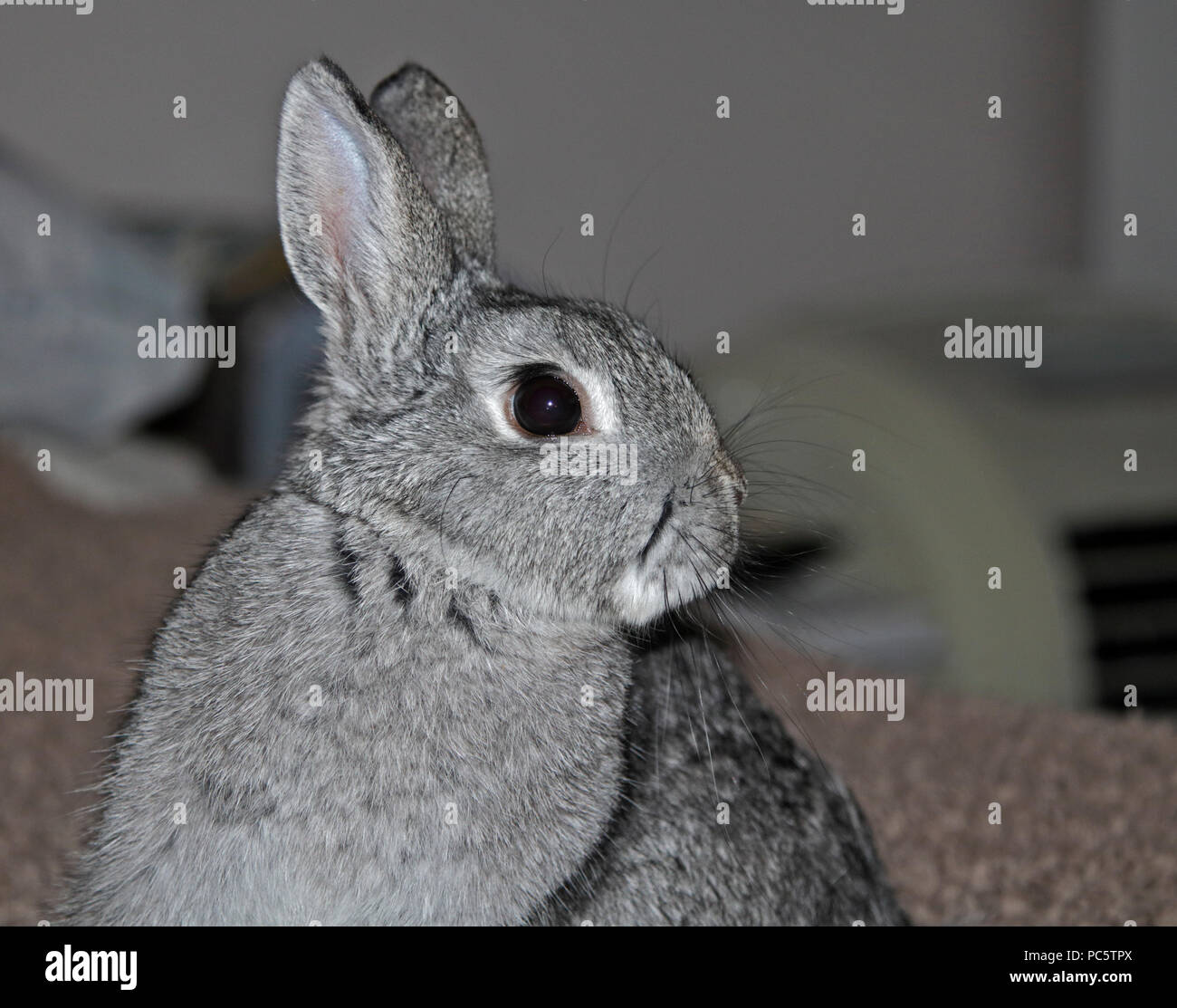 Chinchilla farbige Netherland Zwergkaninchen Kit 15 Wochen Stockfoto