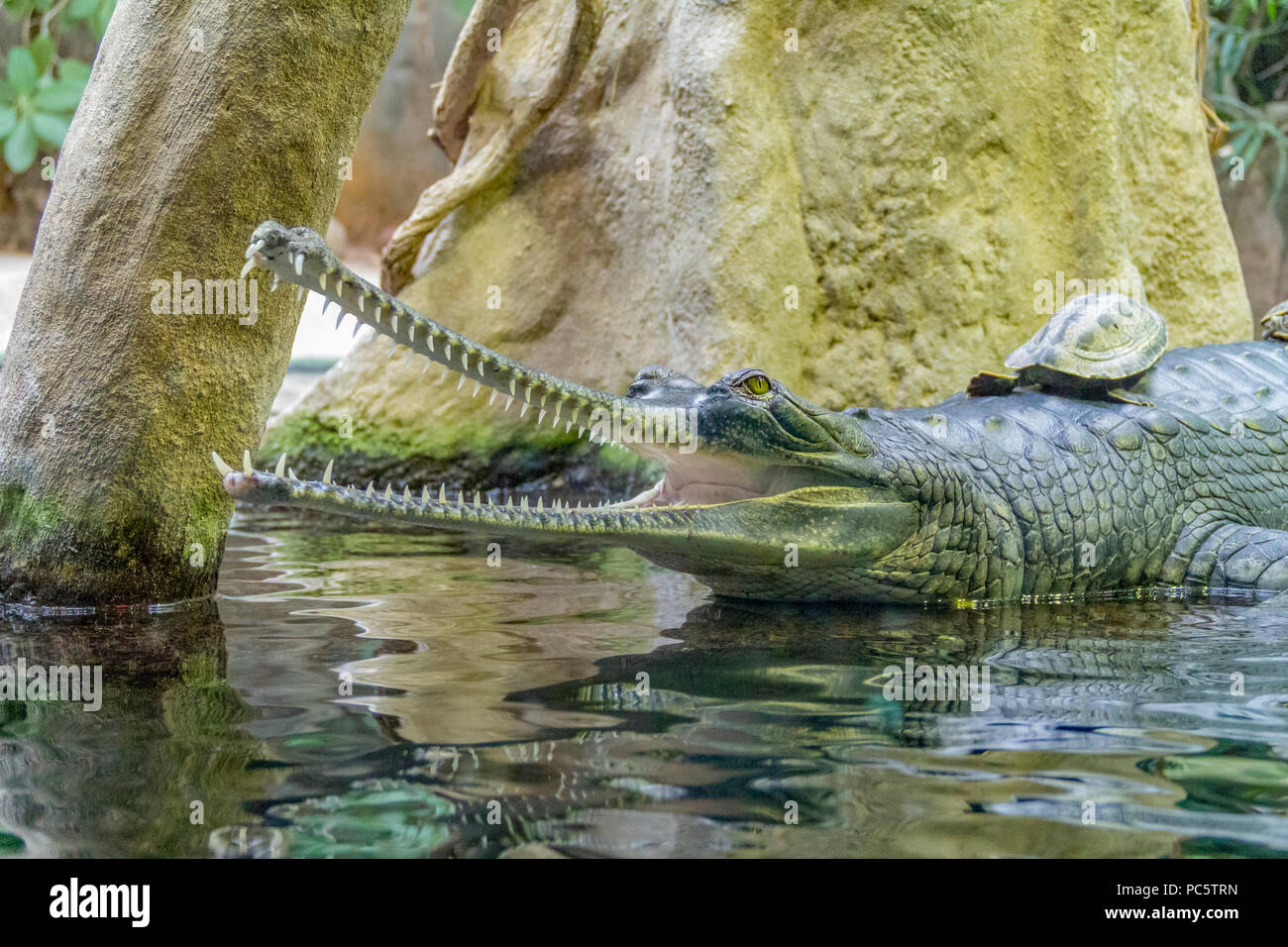 Porträt eines Krokodils namens Gharial mit offenen Mund in feuchtem Ambiente Stockfoto