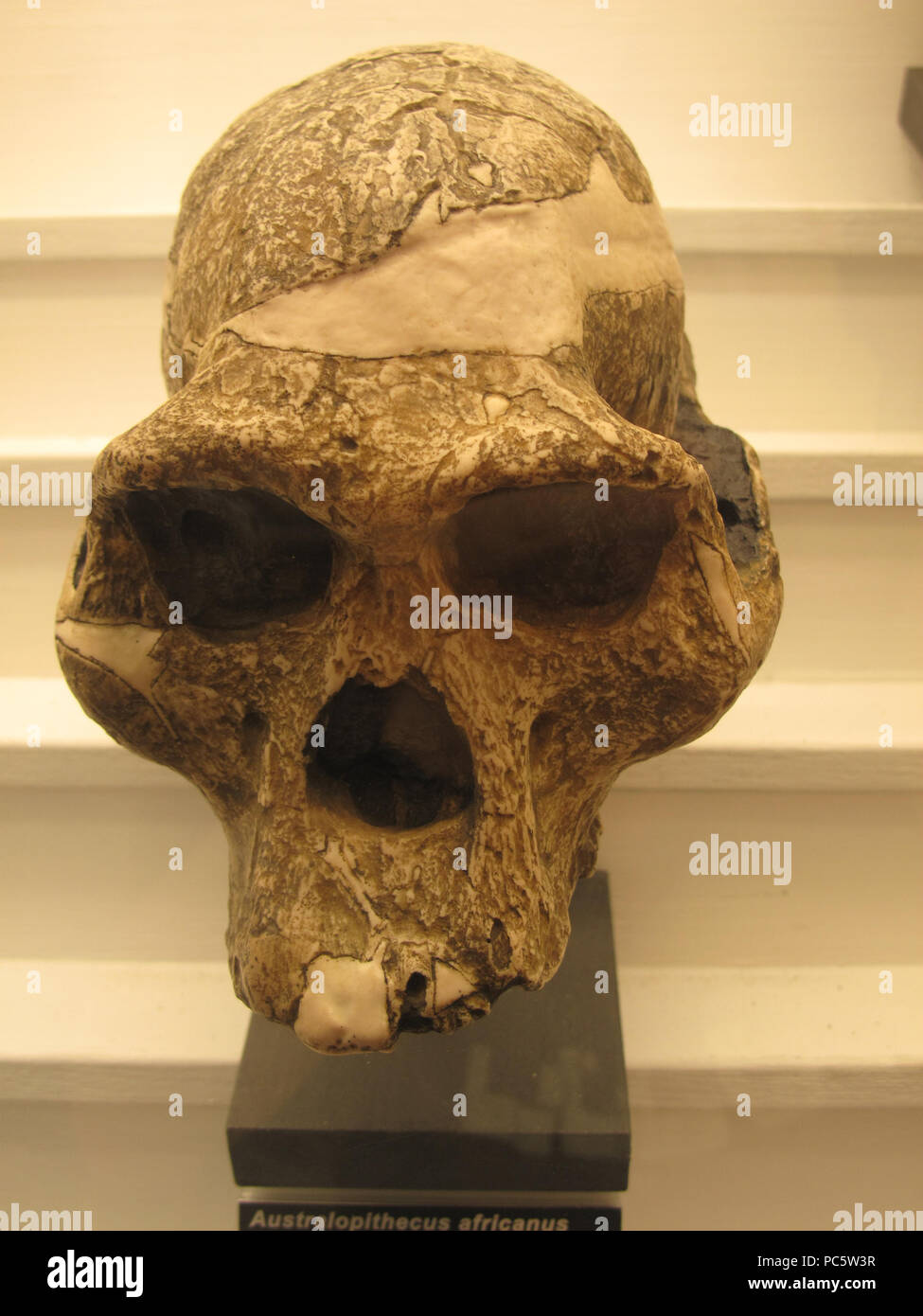 65 Australopithecus africanus IMG 2925 Stockfoto
