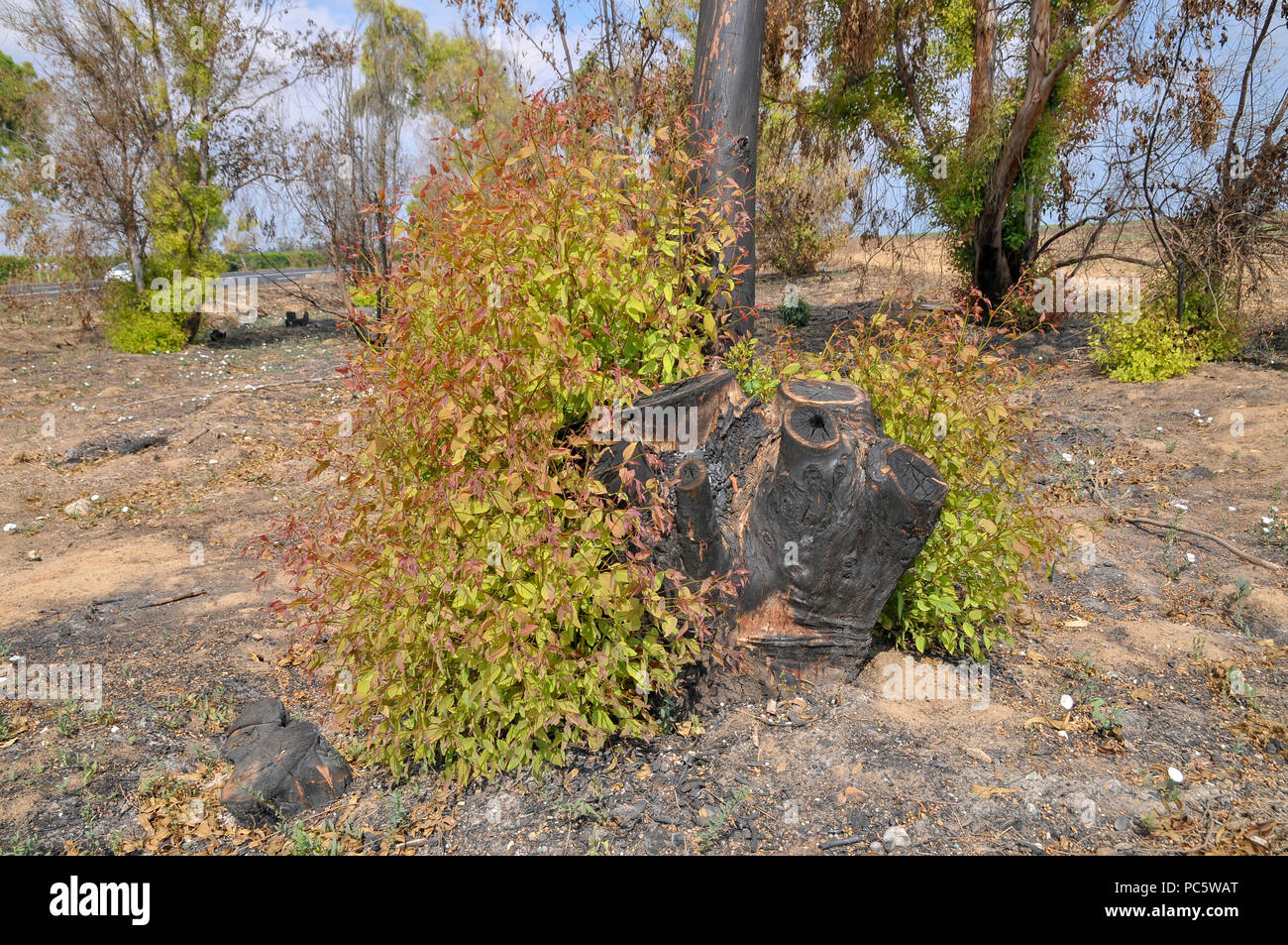 Neues Wachstum wächst aus einer gebrannten Stumpf eines Eukalyptusbaums Stockfoto