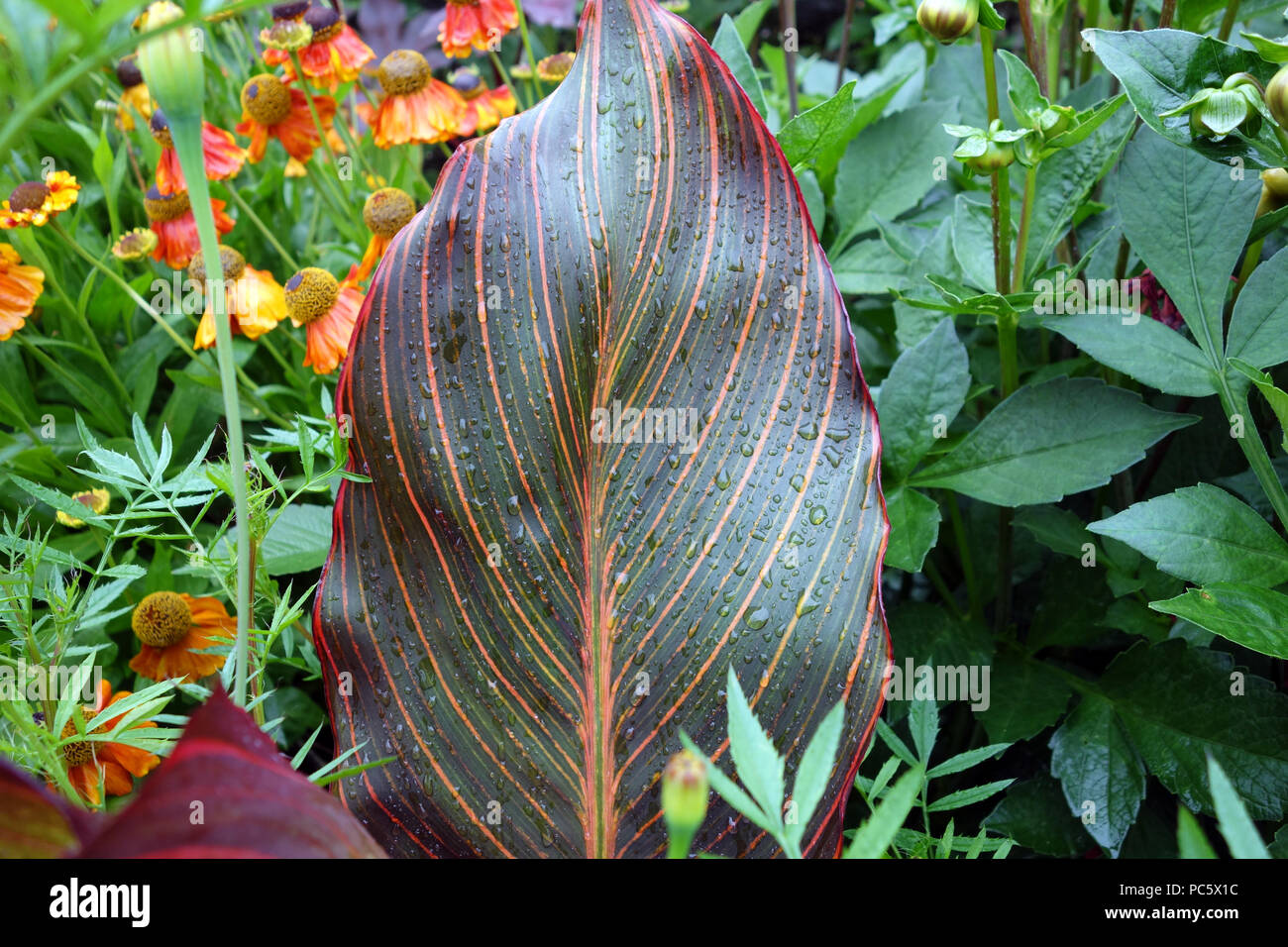 Regentropfen auf den Blättern der Canna Durban Pflanze kultiviert in den Grenzen der Italienischen Gärten an Plas Newydd, Anglesey, Wales. UK. Stockfoto