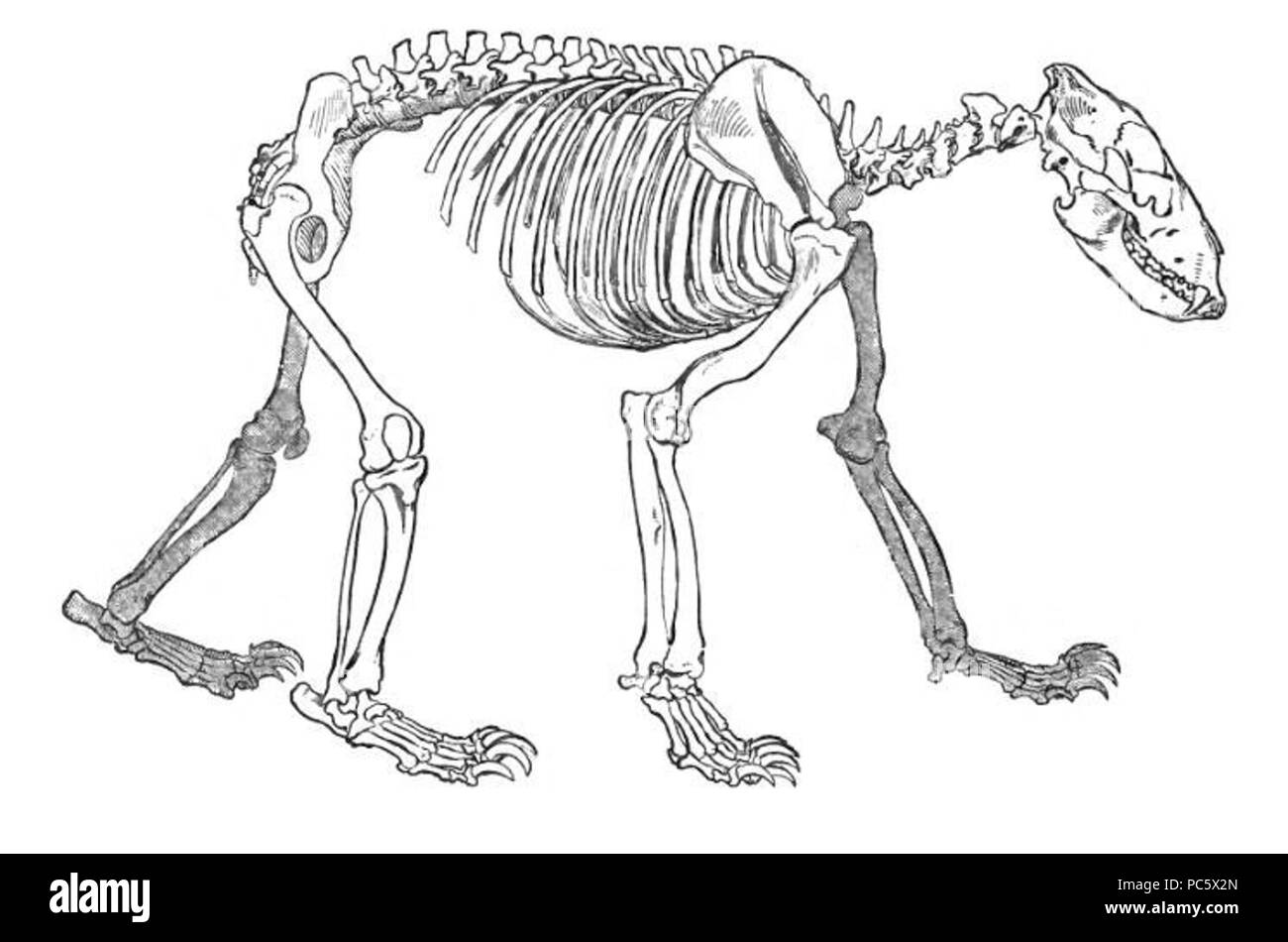 12 BearSkeletonLyd Stockfoto