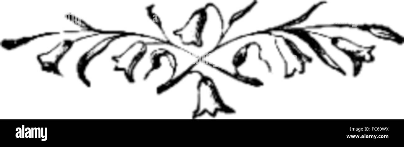 22 zarte Blume Vignette Stockfoto