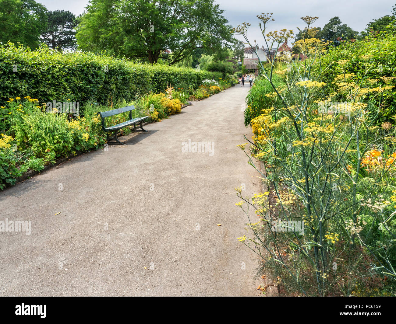 Blumenrabatten mit Fenchel auf Rowntree Park Stadt York Yorkshire England Stockfoto