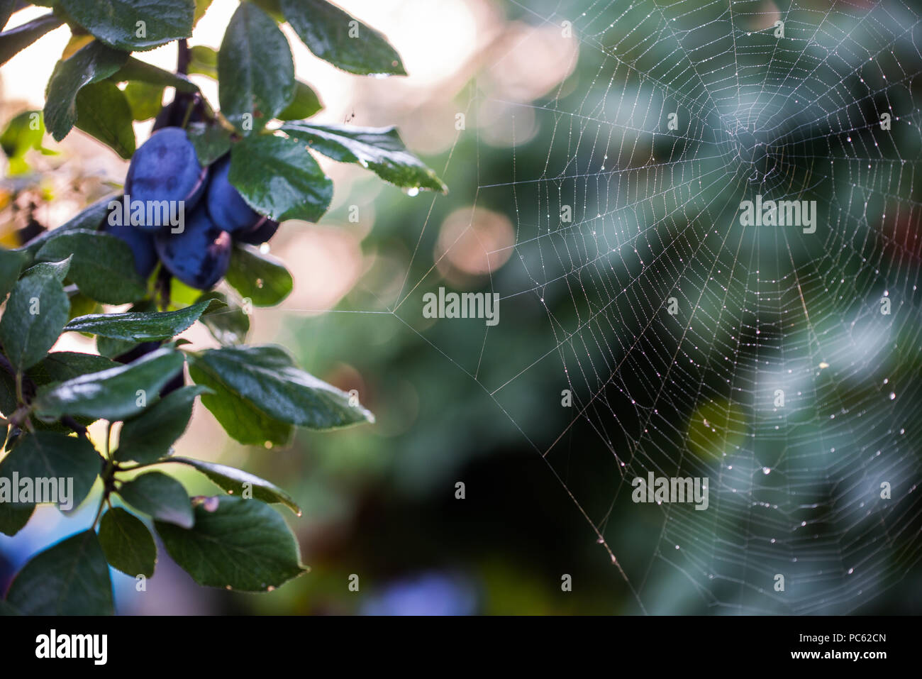 Blaue reife Pflaumen, schließen mit Spinnennetz Stockfoto