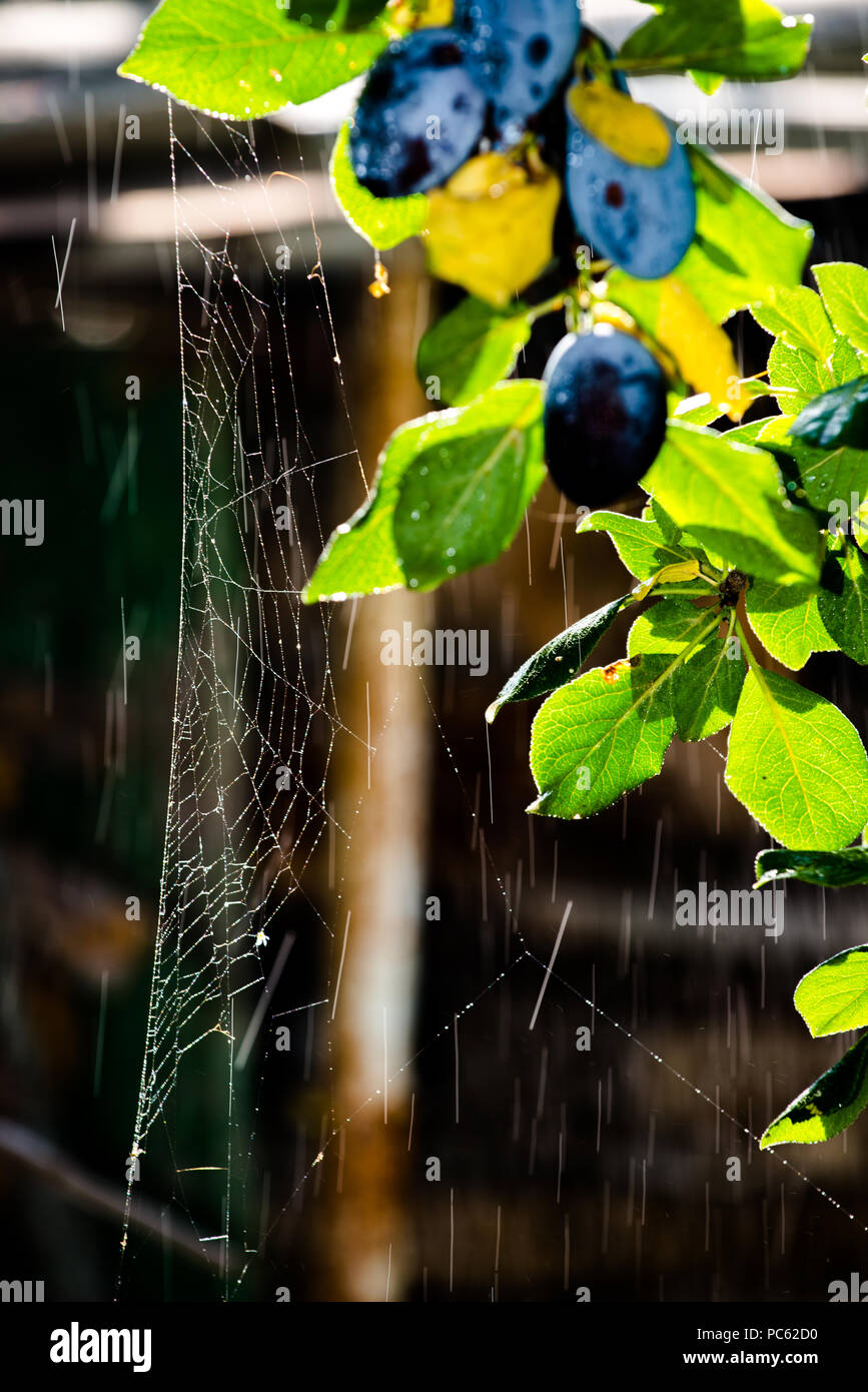 Blaue reife Pflaumen, schließen mit Spinnennetz Stockfoto