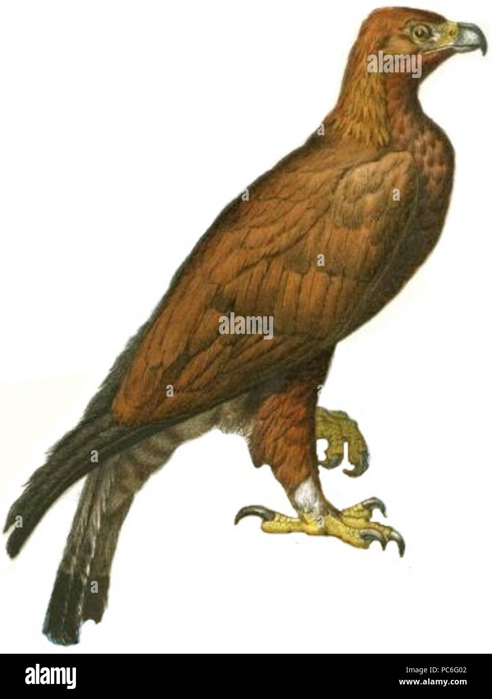 39 Golden Eagle Abbildung: Weißer Hintergrund Stockfoto