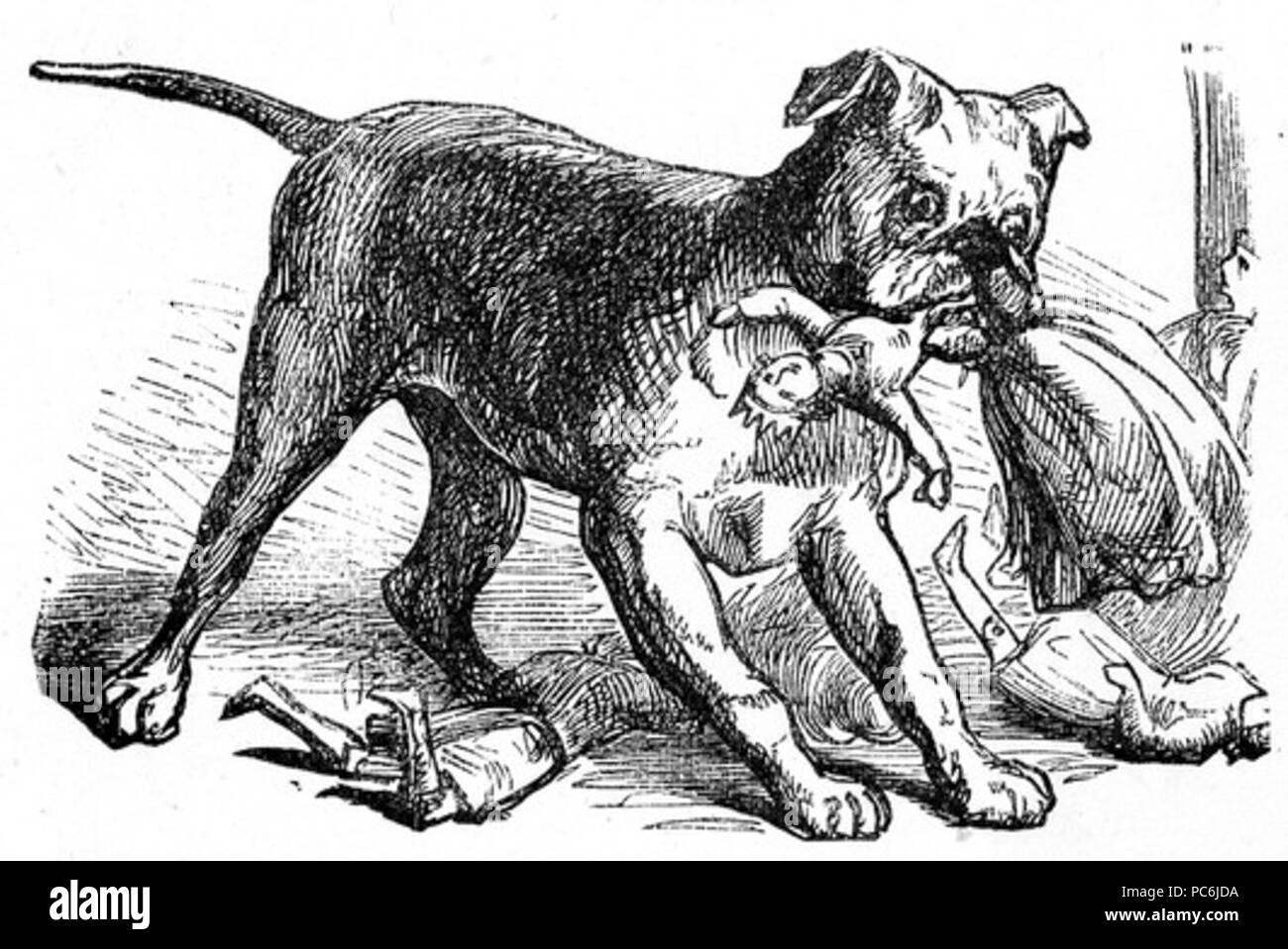 65 Naughty Dog Zeichnung Stockfoto