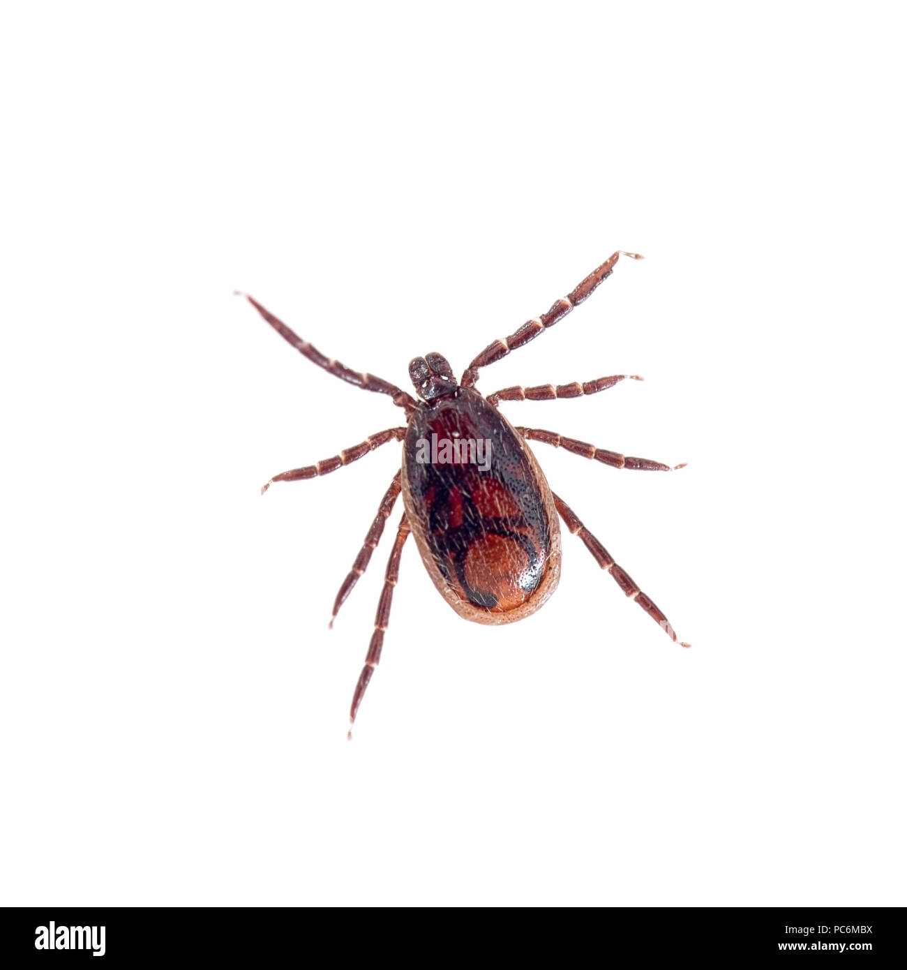 Rickettsia Rickettsii Stockfotos und bilder Kaufen Alamy