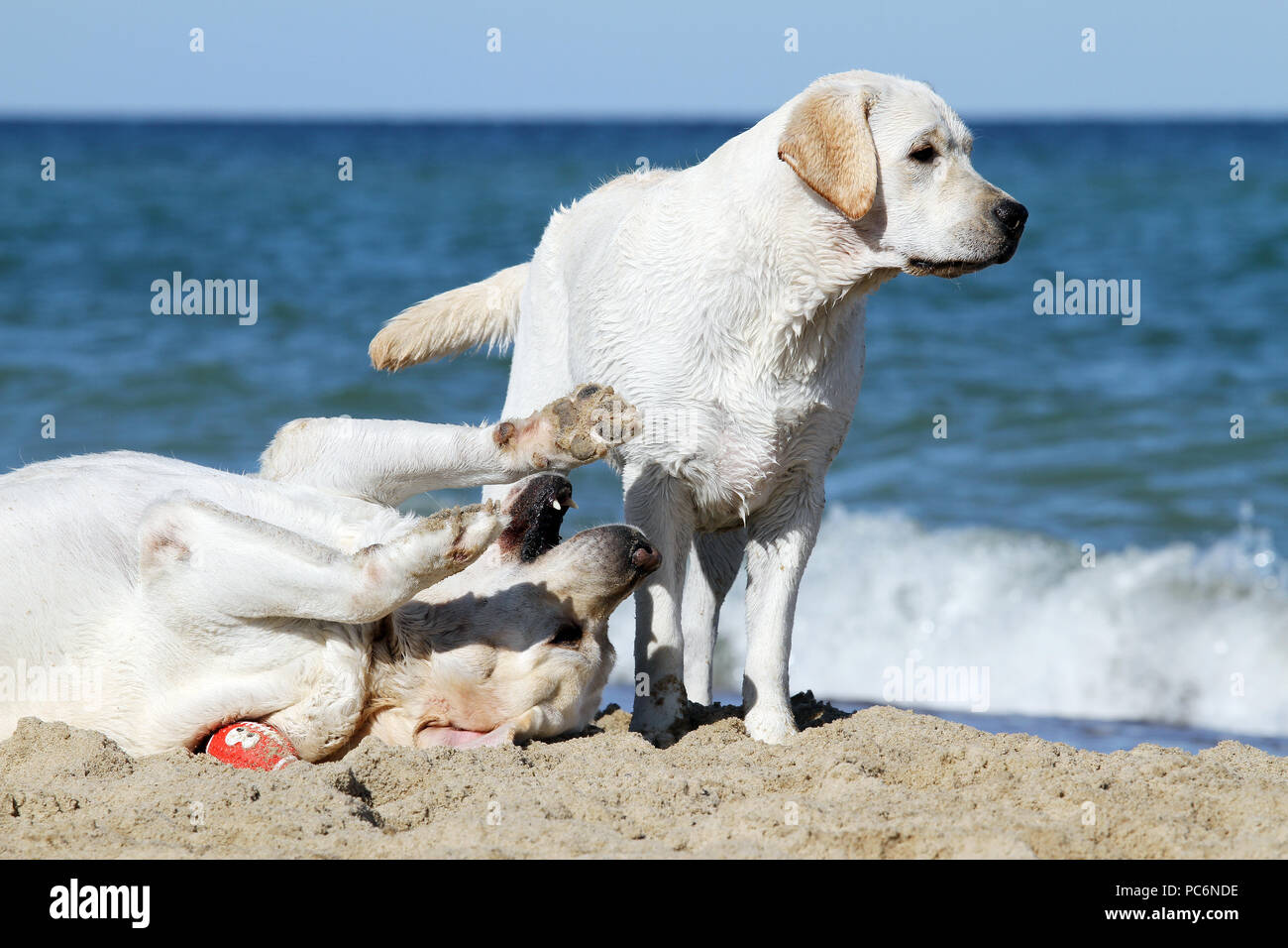 Labrador Suss Suss Schone Hunde Welpen Stockfotografie Alamy