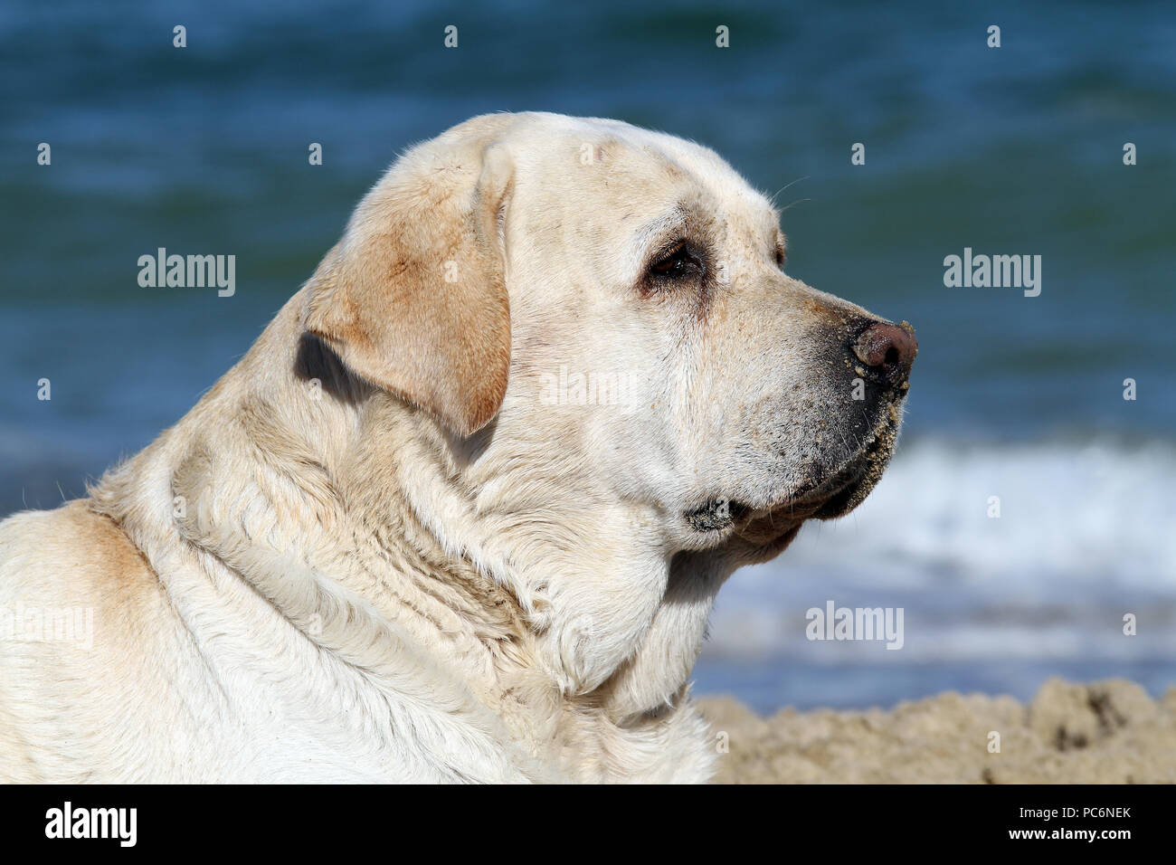 Labrador süß Süß schöne hunde Welpen Stockfoto