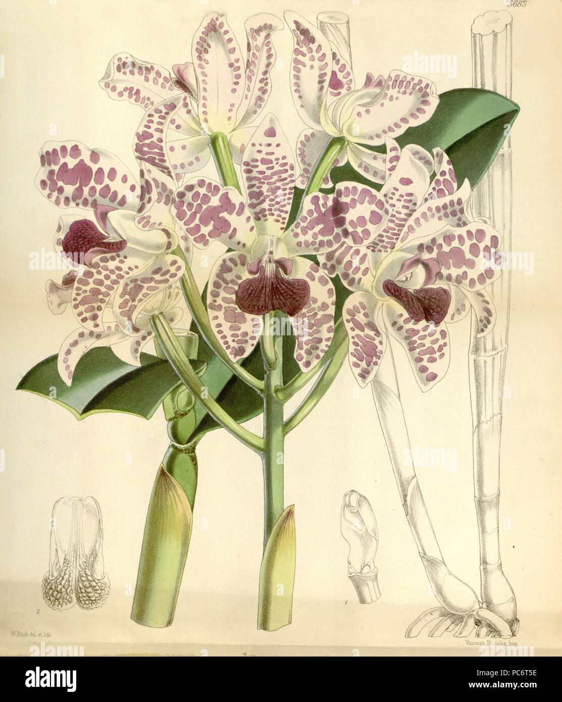 119 Cattleya amethystoglossa - Curtis '94 (Ser. 3 Nr. 24) pl. 5683 (1868) Stockfoto