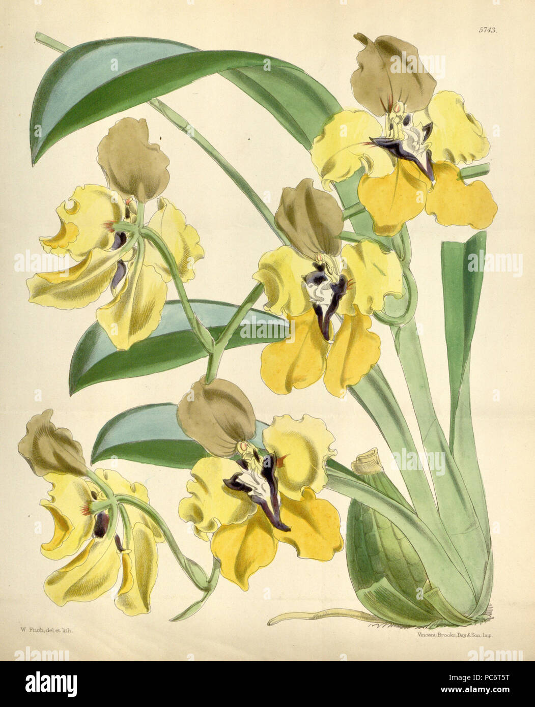 149 Cyrtochilum macranthum (als Oncidium macranthum) - Curtis '94 (Ser. 3 Nr. 24) pl. 5743 (1868) Stockfoto