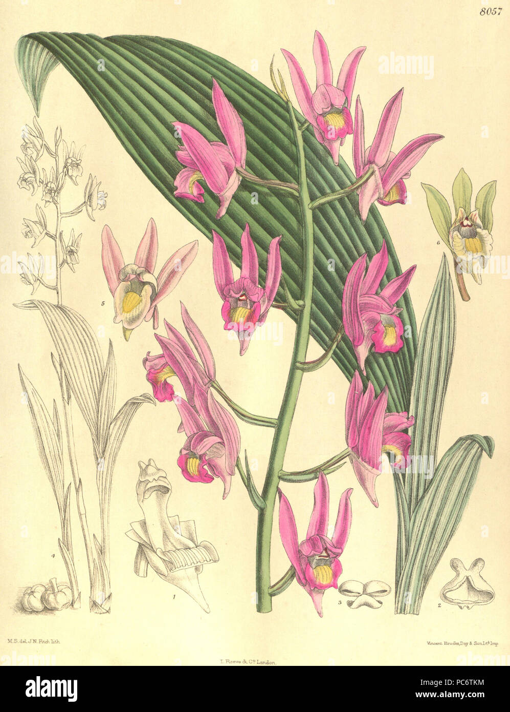 198 Eulophia californica (als Eulophia nuda) - Curtis' 132 (Ser. 4 Nr. 2) pl. 8057 (1906) Stockfoto