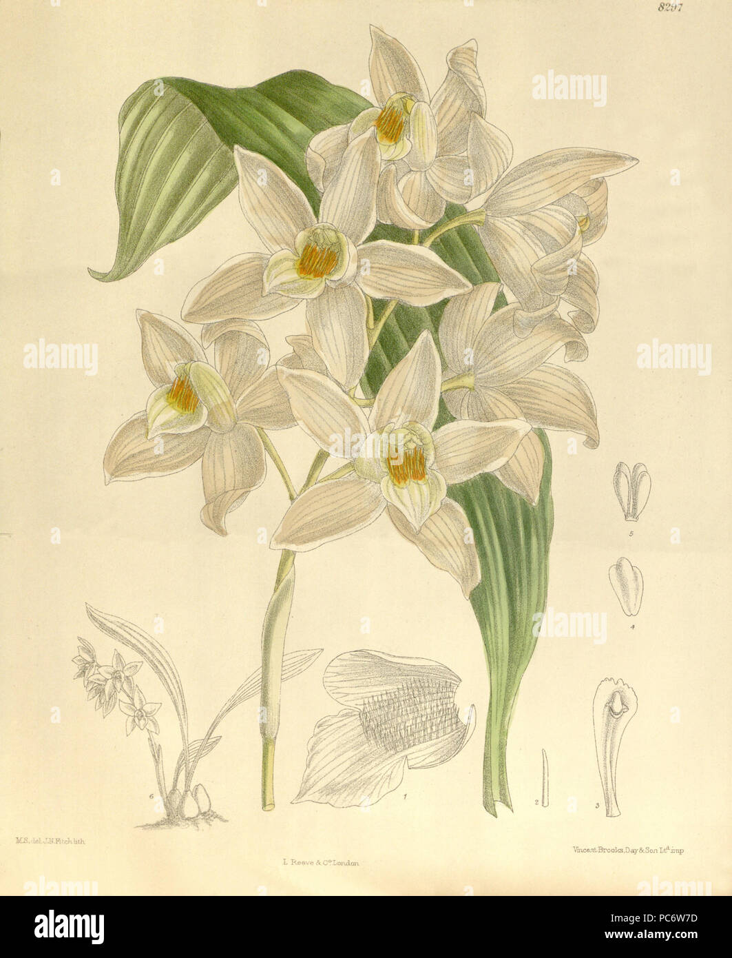 137 Coelogyne mooreana - Curtis' 136 (Ser. 4 Nr. 6) pl. 8297 (1909) Stockfoto