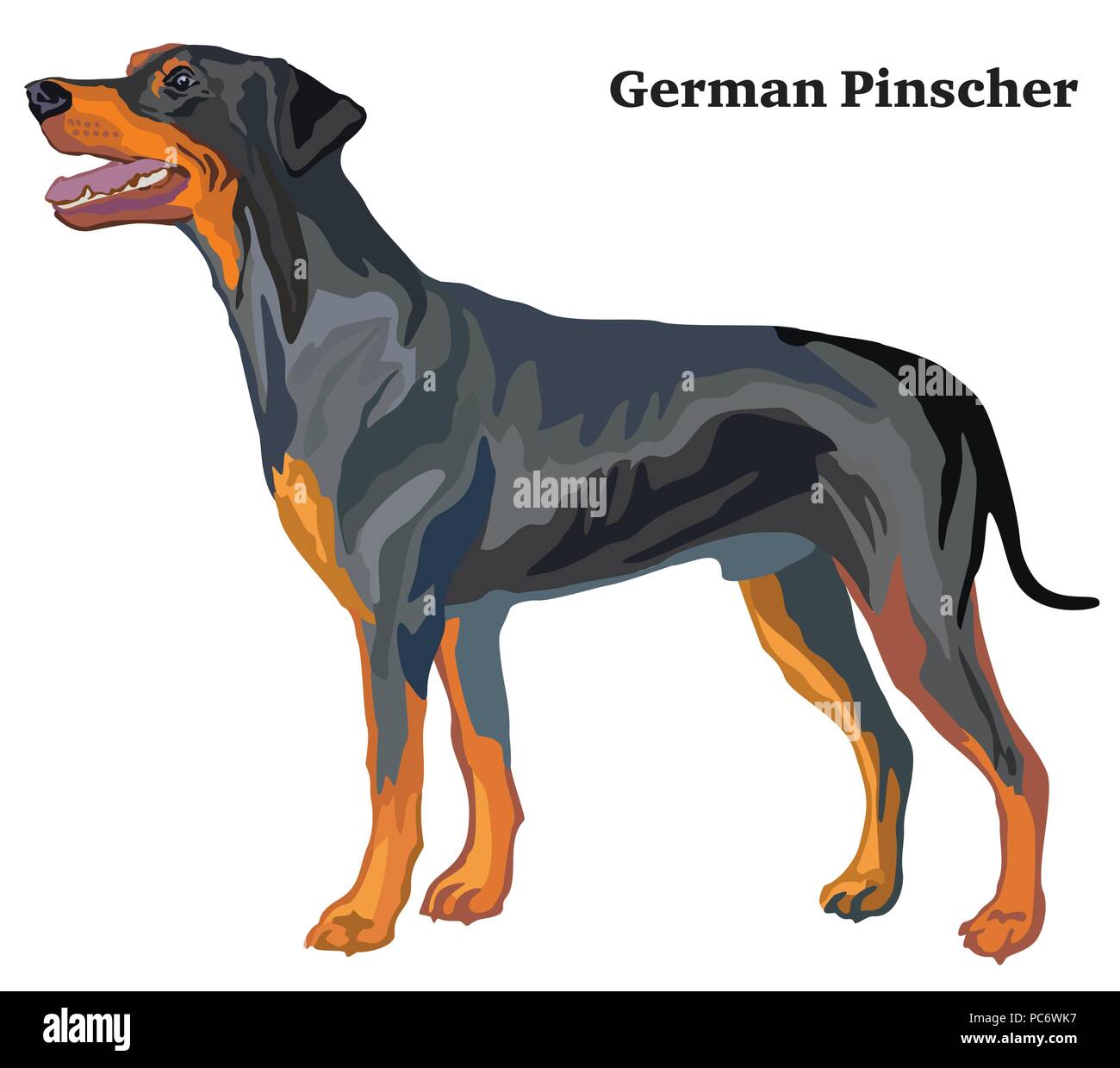 Portrait von ständigen im Profil Deutsche Pinscher (Standard Größe), Vektor bunte Abbildung auf weißem Hintergrund Stock Vektor