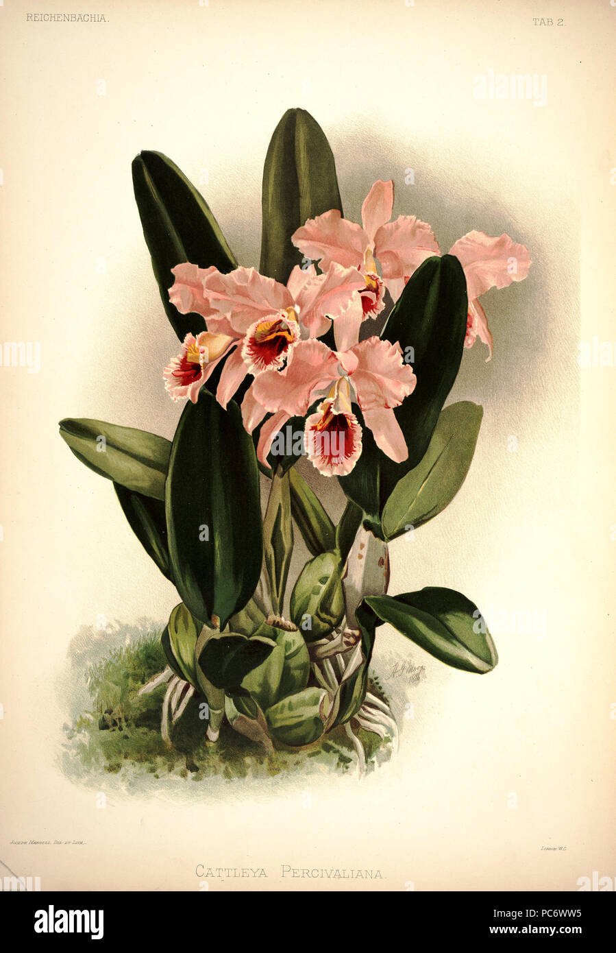 220 Friedrich Sander - Reichenbachia ich Platte 02 (1888) - Cattleya percivaliana Stockfoto