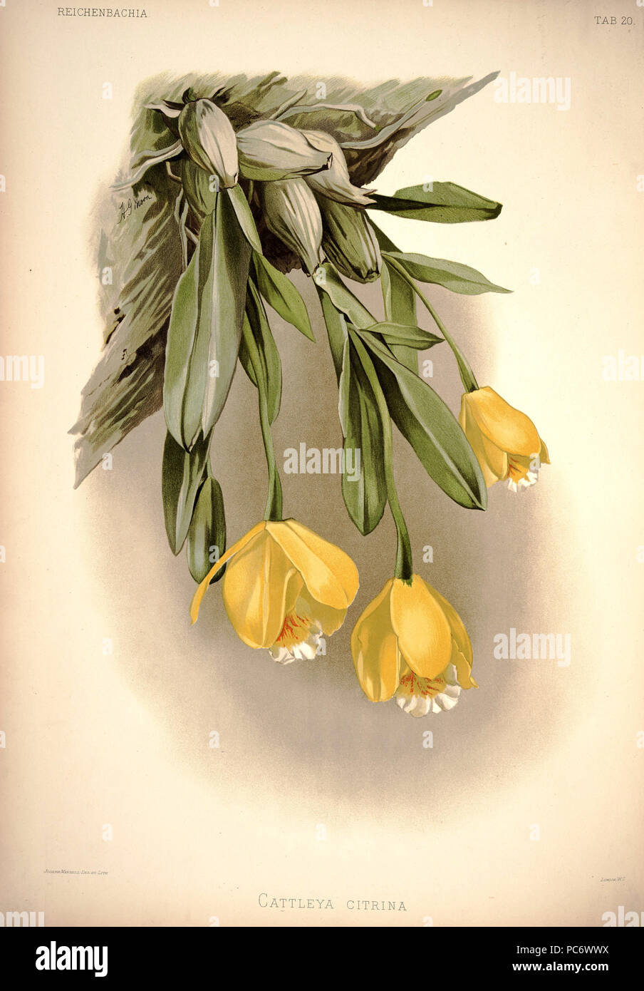 220 Friedrich Sander - Reichenbachia ich Platte 20 (1888) - Cattleya citrina Stockfoto