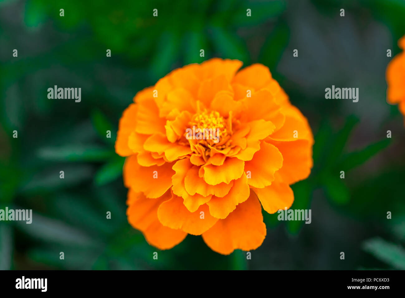 In der Nähe von wunderschönen Marigold Flower (Mexikanisch, Azteken oder Afrikanische Ringelblume) im Garten. Makro der Ringelblume in blumenbeet am frühen Morgen. Stockfoto