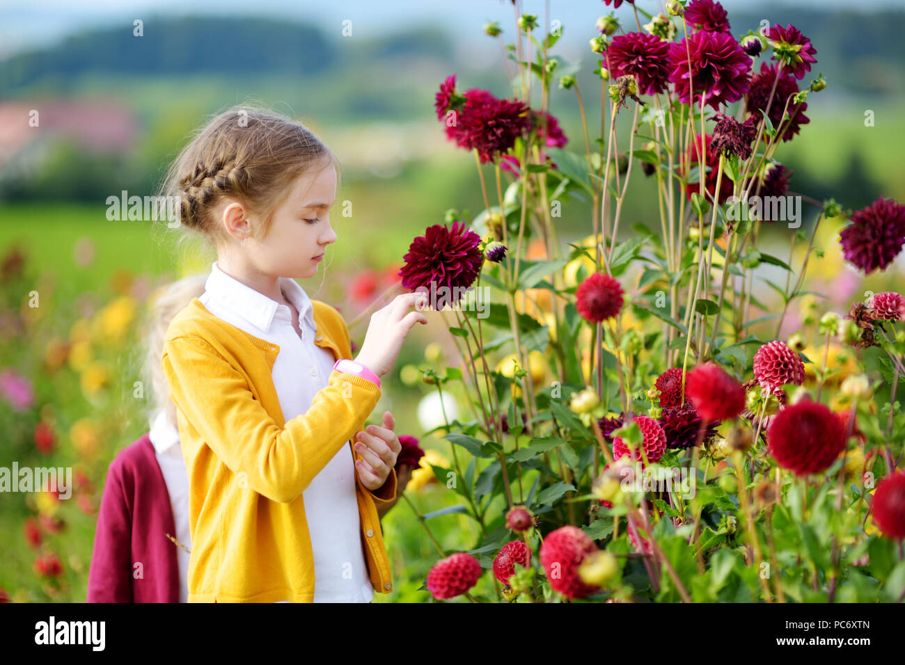 Süße kleine Mädchen spielen in blühende Dahlie Feld. Kind Kommissionierung frische Blumen in dahlie Wiese am sonnigen Sommertag. Kind Auswahl Blumen für Ihre mo Stockfoto