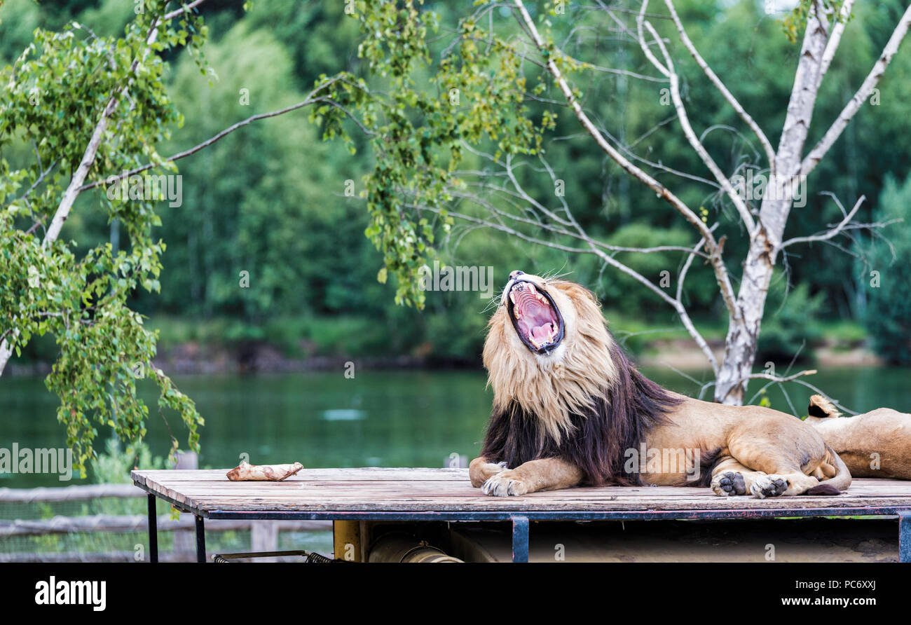 Brüllender Löwe auf dem Dach von Safari Auto mit einer Löwin neben ihm Stockfoto