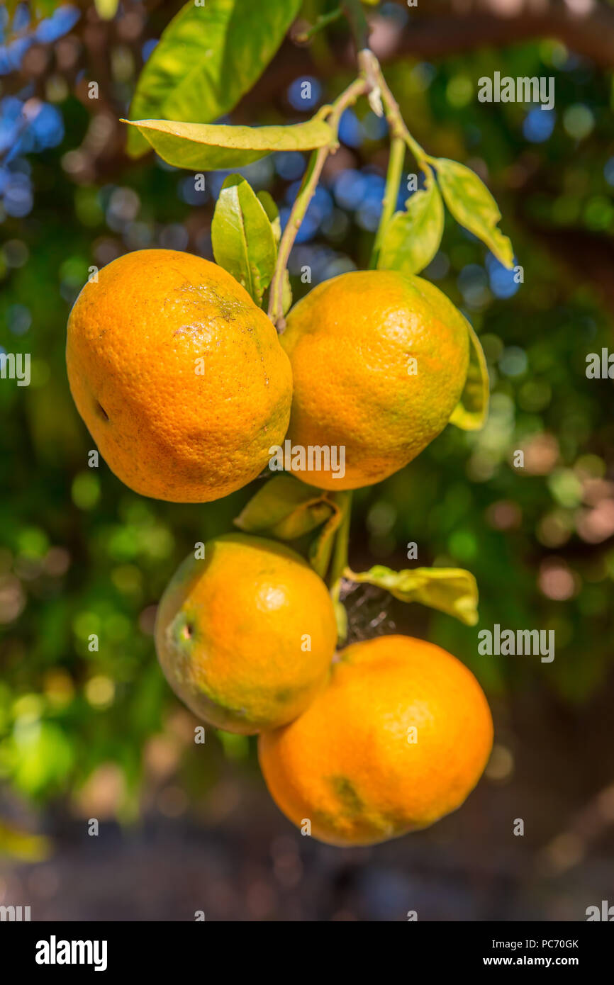 Vier Orangen Mandarinen hängen am Baum im Orchard Stockfoto