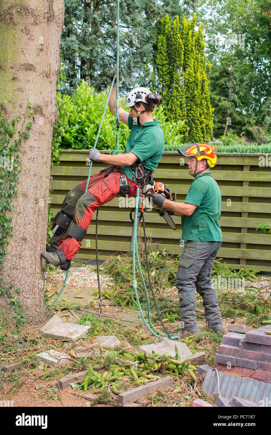 Zwei baum Spezialisten arbeiten bei Baum im Garten Stockfoto