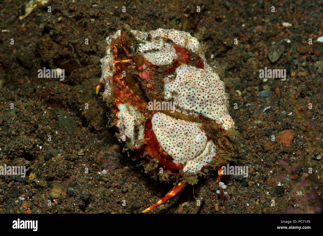 Calappa bicornis, Zweihorn-Schamkrabbe, Sägescheren-Schamkrabbe, zwei Hornkastenkrabben, schändliche Krabbe, Tulamben, Bali Stockfoto