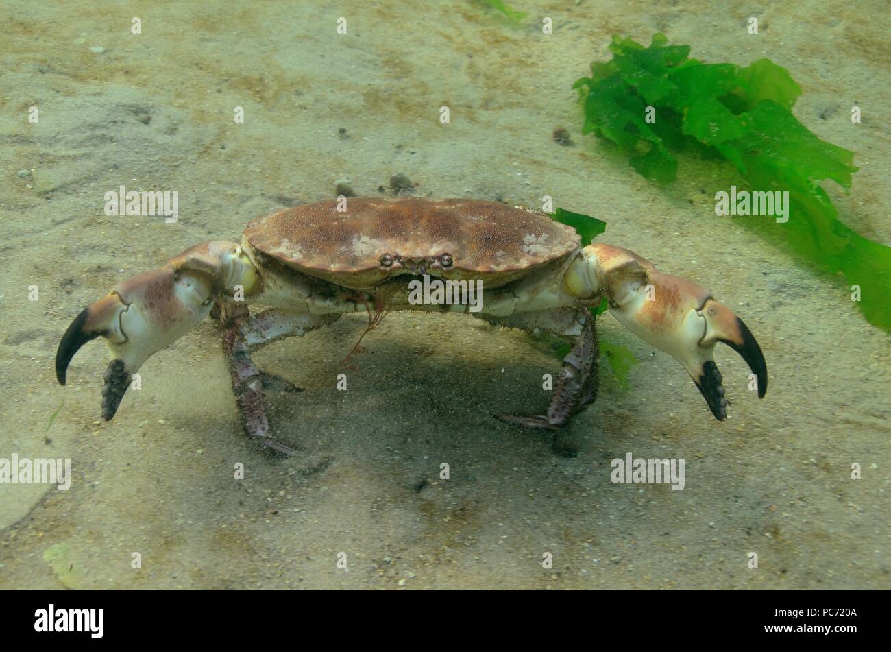 Krebs-Pagurus, Taschenkrebs, braune Krabbe, essbare Krabbe Stockfoto