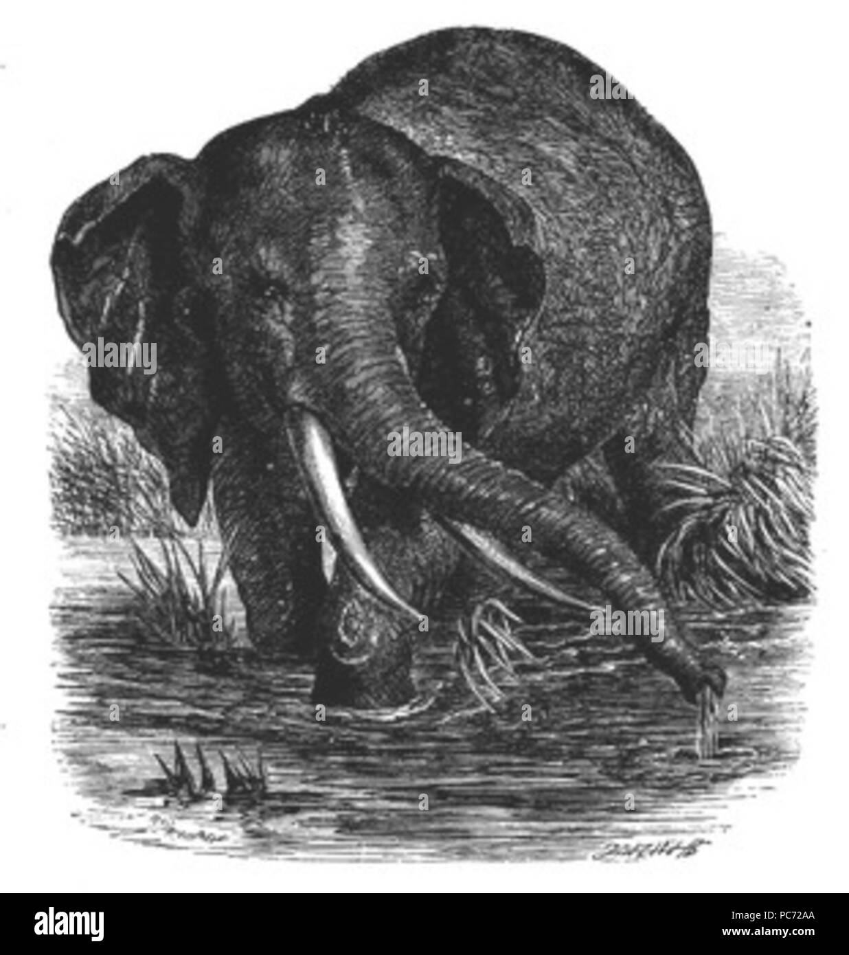 56 Große Elefant Bild Stockfoto