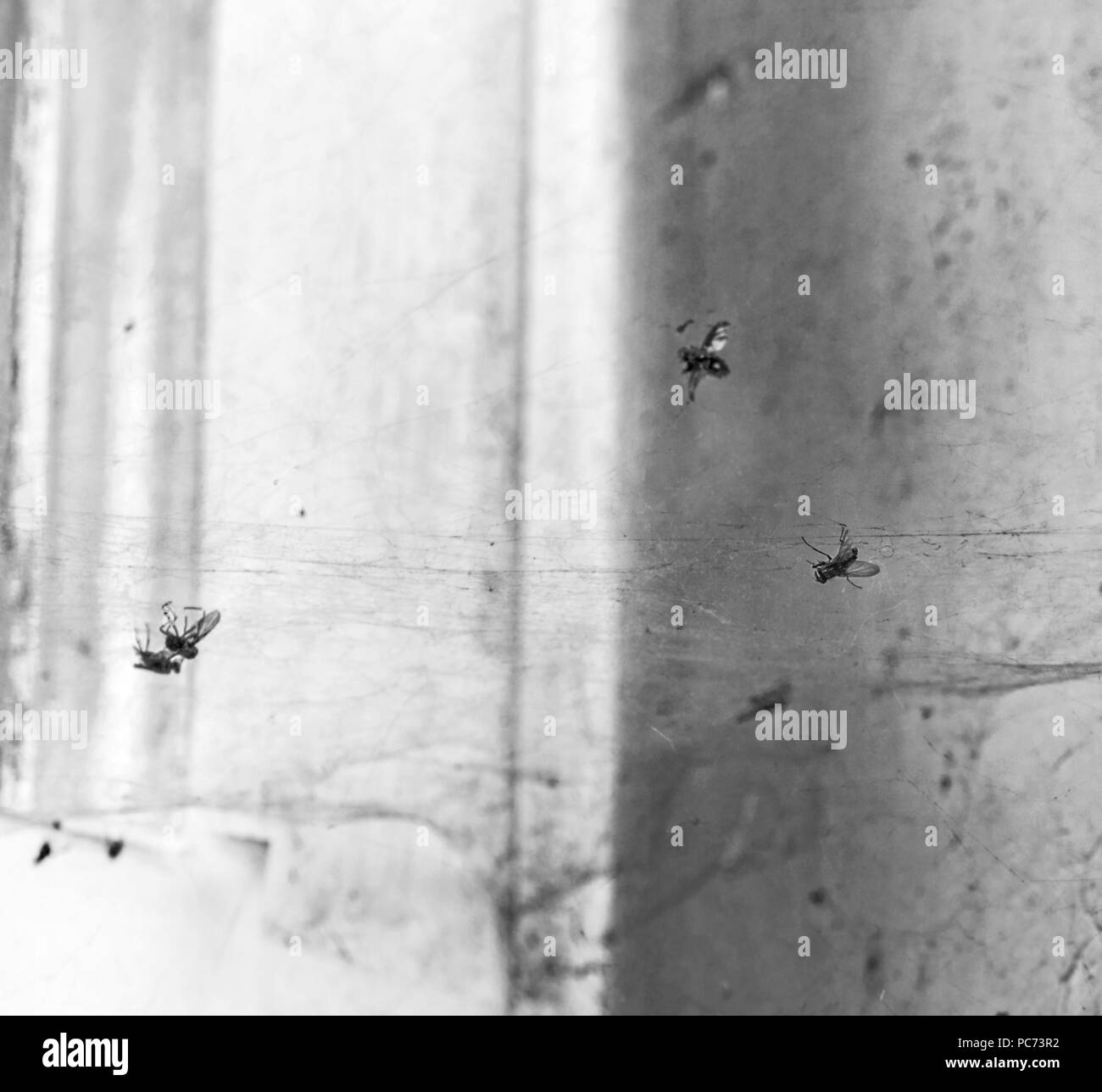 Tote Fliegen im Web in alte schmutzige Zimmer in Schwarz und Weiß Stockfoto