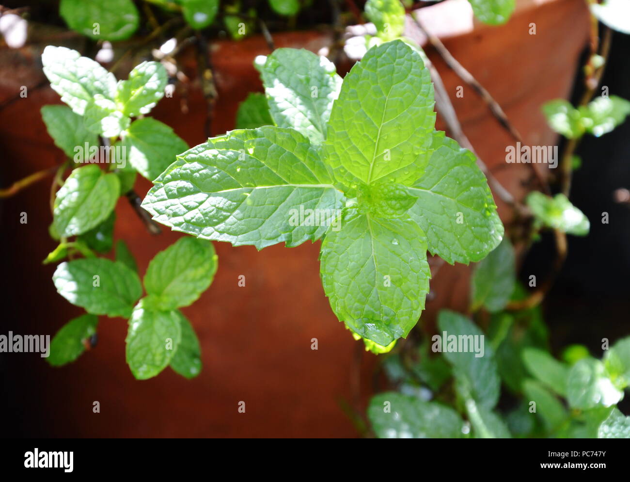 Pfefferminze Im Garten Im Hinterhof Stockfoto Bild 214057311 Alamy