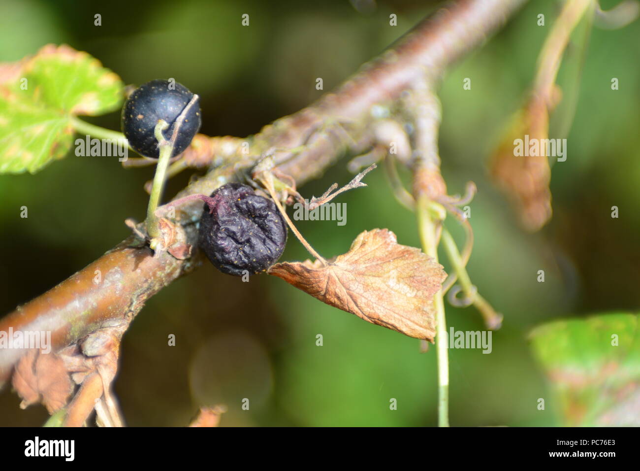 Schwarze getrocknete Beeren mit braunen Blätter auf dem Zweig Stockfoto