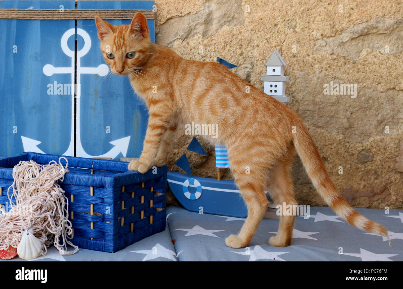 Katze, 3 Monate alt Stockfoto