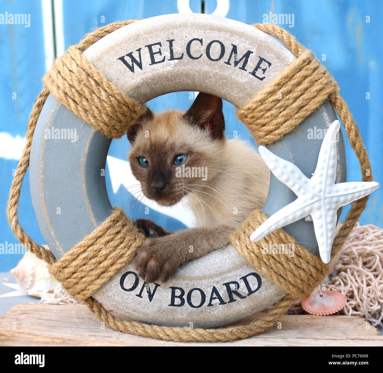 Thai kitten, 7 Wochen alt, Seal Point, schauen durch einen Rettungsring Stockfoto