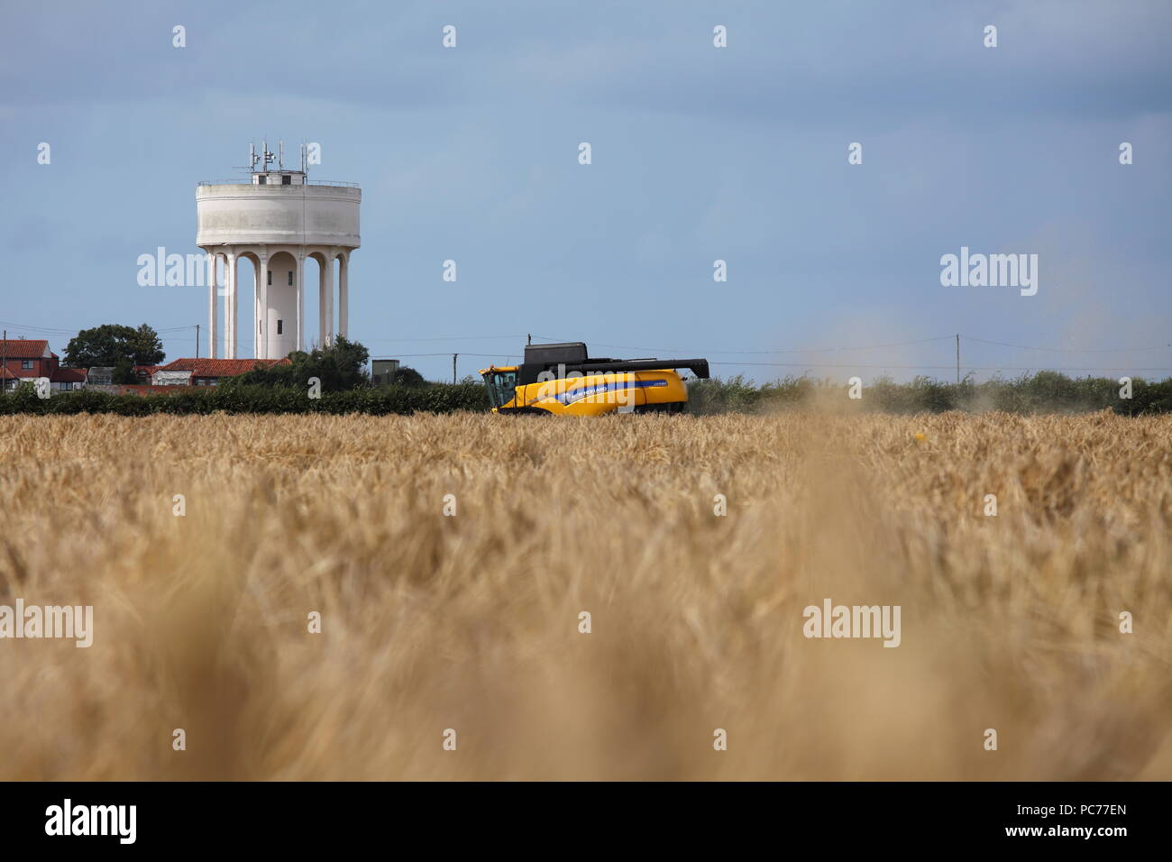 Mähdrescher Ernte von Gerste in Norfolk, Großbritannien. Stockfoto