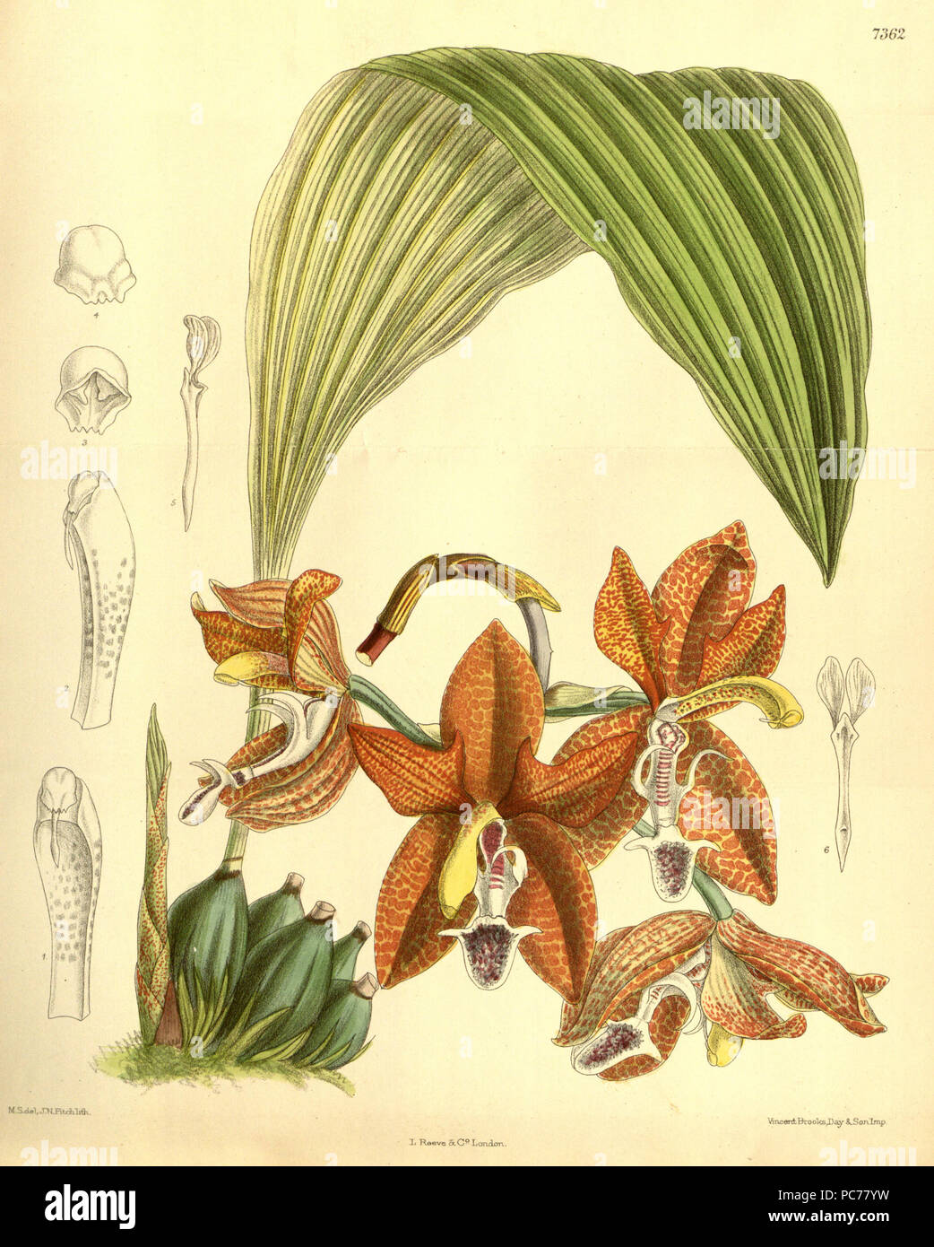 285 Houlletia tigrina (als Houlletia landsbergii) - Curtis' 120 (Ser. 3 Nr. 50) pl. 7362 (1894) Stockfoto