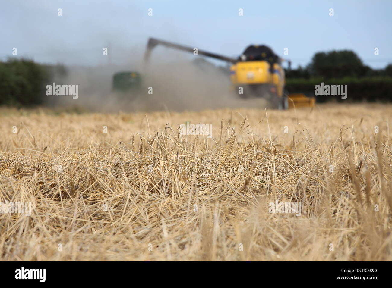 Mähdrescher Ernte von Gerste in Norfolk, Großbritannien. Stockfoto