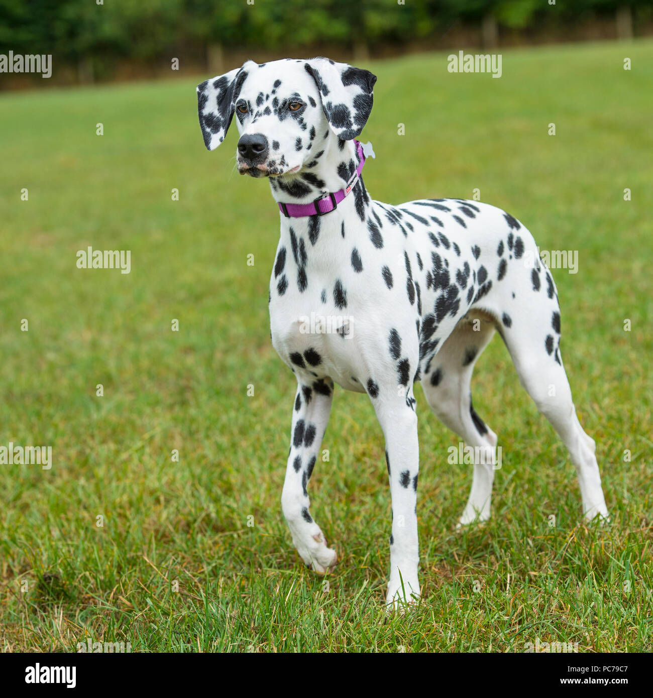 Dalmatiner Hund Stockfoto