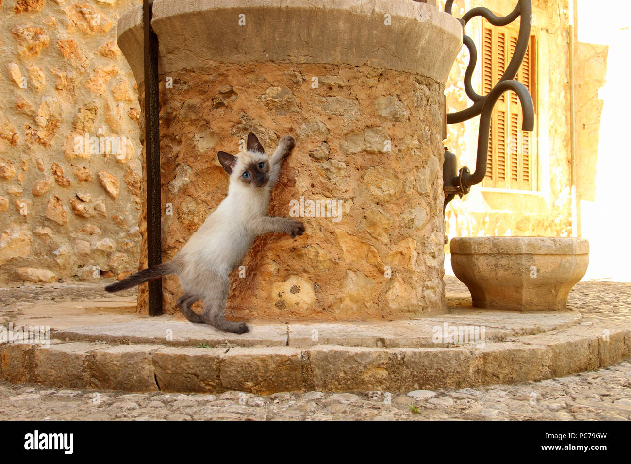 Thai kitten, 7 Wochen alt, Seal Point, an einem alten steinernen Brunnen stehend Stockfoto