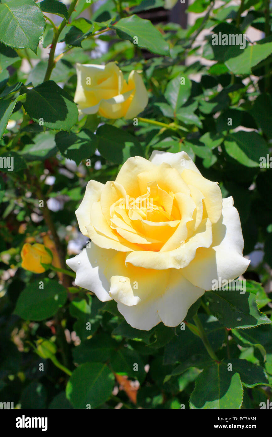 Gelbe Rose Stockfoto